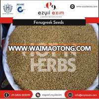 Natural Organic Fenugreek Seeds Extract Available at Good Price