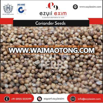 Best Quality Black Coriander Seeds for Sale