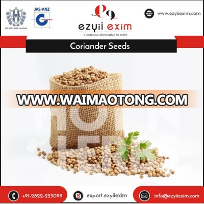 100% Pure Superior Quality Fresh Dried Coriander Seeds at Low Price