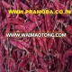 Export Quality Dried Red Chilli In Guntur